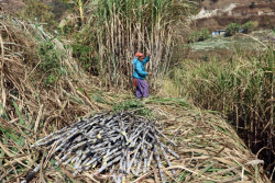 Sugarcane minimum support price jumps Rs20 per quintal
